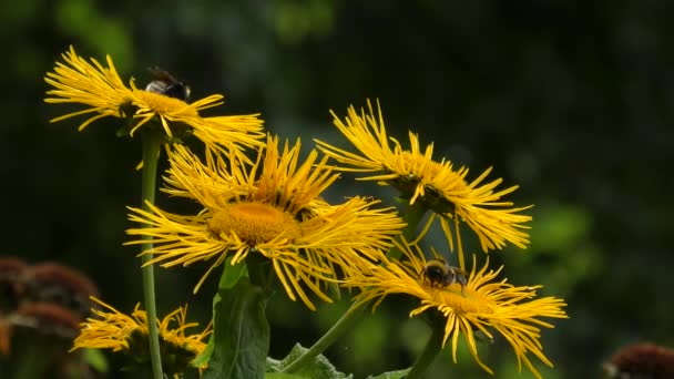 Elecampane of paard-genezen (Alant Alant). — Stockvideo