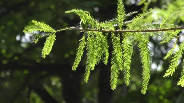 Libanoni cédrus (Cedrus libani), fiatal hajtás. — Stock videók