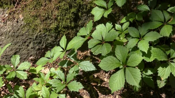 Mosaico de folhas da Virgínia rastejam em um contexto de uma pedra coberta do musgo . — Vídeo de Stock