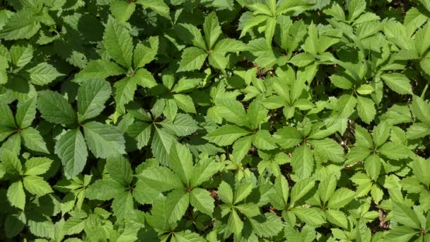 Un puzzle di foglie di Virginia Creeper forma uno sfondo naturale . — Video Stock