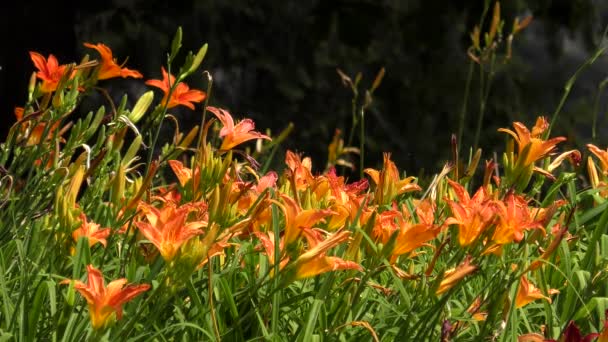 Un gran numero di fiori giglio di giorno arancione (Hemerocallis fulva ). — Video Stock