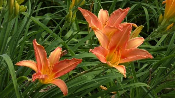 Několik květů oranžová den lilie (Hemerocallis fulva). — Stock video