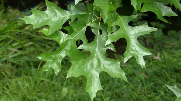 Gren med blad norra rödek (Quercus rubra). — Stockvideo