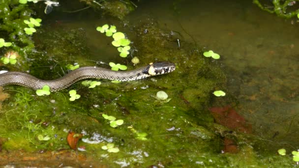 Трава змія (Natrix natrix) на поверхні води, а потім залишає раму, крупним планом . — стокове відео