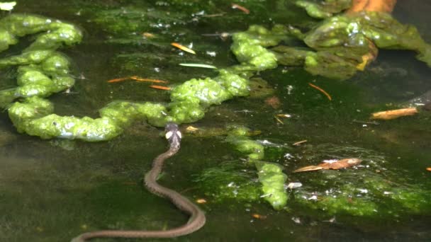 Grass snake (Natrix natrix) crawls on aquatic plants, wide shot. — Stock Video