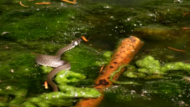 Νερόφιδο (Natrix natrix) σέρνεται σε υδρόβια φυτά, μεσαίο πλάνο. — Αρχείο Βίντεο