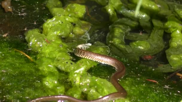 Erba serpente (Natrix natrix) striscia su piante acquatiche e striscia sotto l'acqua . — Video Stock