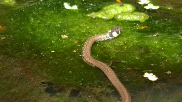 Erba serpente (Natrix natrix) striscia su piante acquatiche e striscia sotto l'acqua . — Video Stock