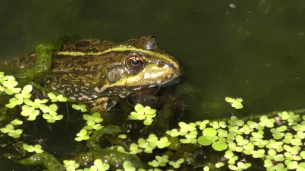 Göl kurbağa ya da bataklık kurbağa (Pelophylax ridibundus). — Stok video