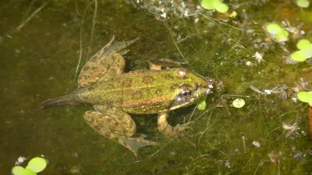 Unikalne ramki: Jezioro żaba z ogonem. — Wideo stockowe