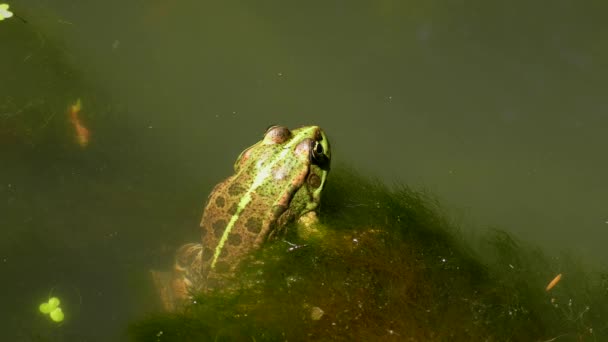 Rana del lago o rana del pantano (Pelophylax ridibundus ). — Vídeo de stock