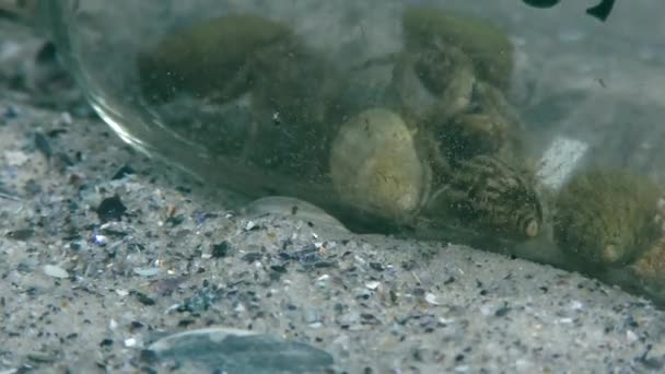 Lixo Mar Uma Garrafa Que Tornou Uma Armadilha Para Caranguejos — Vídeo de Stock