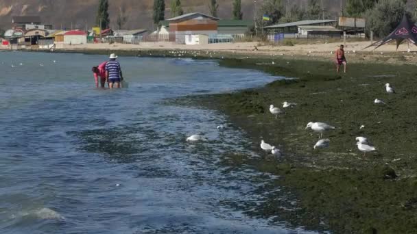 Problema Ecológico Las Grandes Emisiones Algas Orilla Del Mar Son — Vídeo de stock