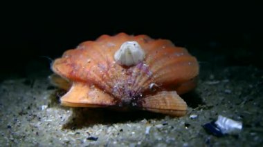 Bivalve yumuşakça Pürüzsüz tarak atlar.