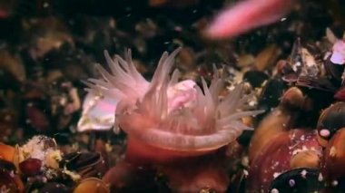 Boncuk Anemon (Actinia equina) solucanlar yiyor.