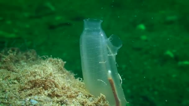 Sarı Deniz Fışkırtması (Ciona intestinalis), orta boy.. — Stok video