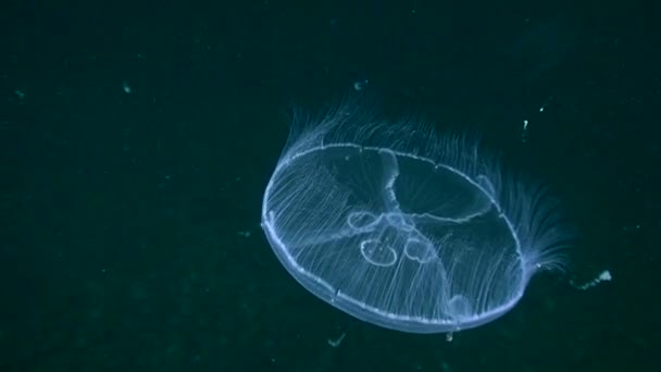 Karanlık bir arka plan üzerinde ortak denizanası (Aurelia aurita). — Stok video
