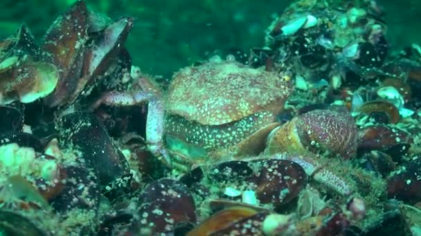 Uniek schieten: de krab verandert van schelp. — Stockvideo