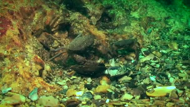 Two Jaguar round crab (Xantho poressa) are in conflict over food. — Stock Video