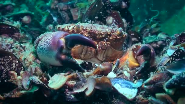 Uniek schieten: de krab verandert van schelp. — Stockvideo