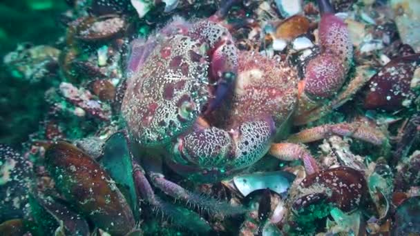 疣蟹（Warty crab）或黄海岸蟹（Yellow shore crab）（Eriπverrucosa）改变壳. — 图库视频影像