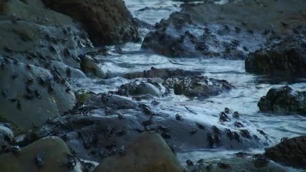Mramorový krab skalní (Pachygrapsus marmoratus) na souši. — Stock video