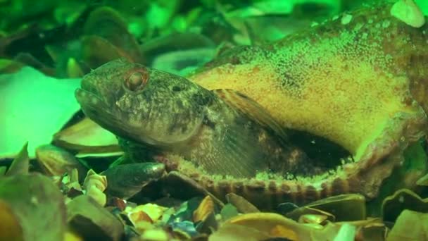 Reprodukce černého goby (Gobius niger). — Stock video