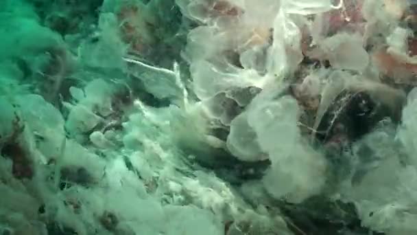 Eutrofización marina: plenitud de hongos marinos en el fondo marino. — Vídeo de stock