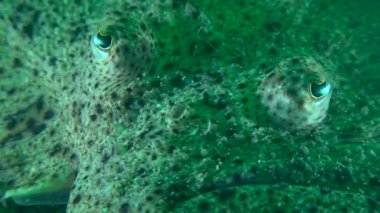 Turbot (Scophthalmus maximus): gözler, yakın çekim.