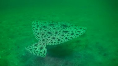 Turbot (Scophthalmus maximus): Yavaşça uzakmesafeye kayma.