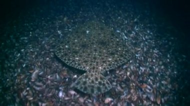 Turbot (Scophthalmus maximus): Yavaşça altta yüzer.