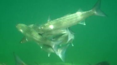 Altın gri aslan yelesi üretimi (Liza aurata).