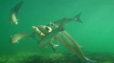 Altın gri aslan yelesi yumurtlaması (Liza aurata).