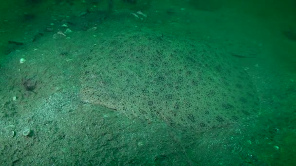 El rodaballo (Scophthalmus maximus) se encuentra en la parte inferior . — Vídeos de Stock