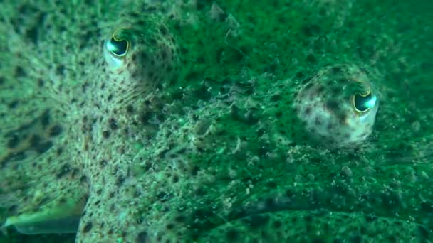 Turbot (Scophthalmus maximus) : yeux, gros plan . — Video