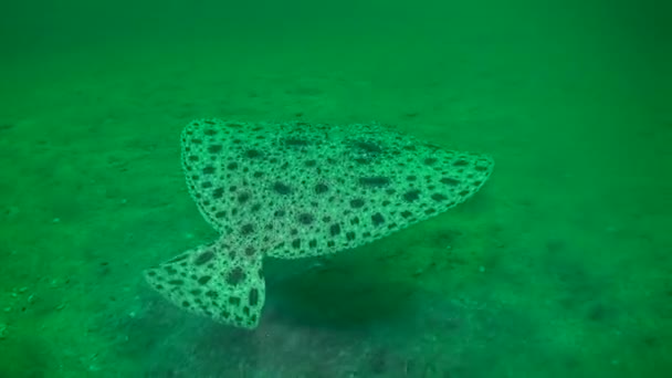 Turbot (Scophthalmus Maximus): pomalu se Vzdalujte do vzdálenosti. — Stock video