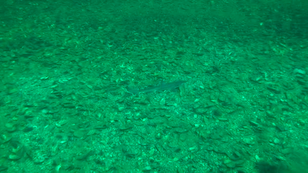 O tubarão Spiny dogfish (Squalus acanthias). — Vídeo de Stock