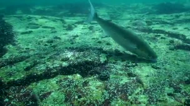 Comida Salmonete gris dorado (Liza aurata), plano mediano. — Vídeo de stock