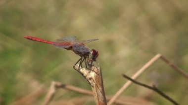 Yusufçuk yakalanan böcek yiyor.