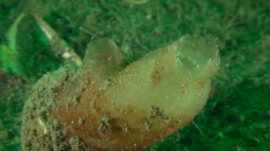 Kirli Deniz fışkırtma (Ascidiella aspersa) deniz tabanında, uzaklaştırmak.