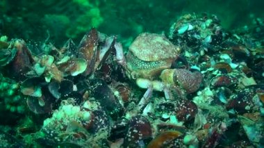 Eşsiz atış: Yengeç kabuğunu değiştirir.