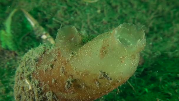 Piszkos tenger-spriccel (Ascidiella aspersa) a tengerfenék, kicsinyítés. — Stock videók