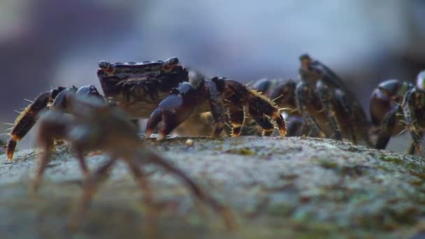 Crabe commun marbré (Pachygrapsus marmoratus) sur terre. — Video