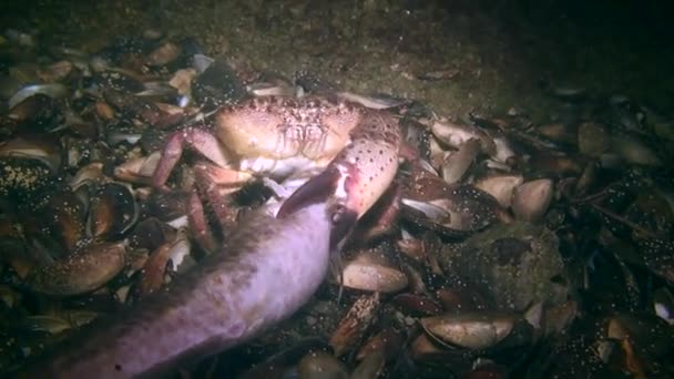 Krab bradavičnatý (Eriphia verrucosa) jíst mrtvé ryby, široký záběr. — Stock video