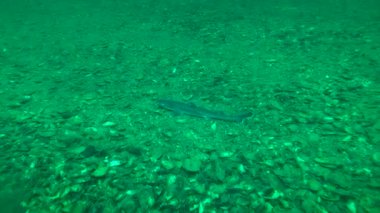 Köpekbalığı Dikenli Köpek Balığı (Squalus acanthias).