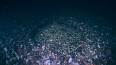 Turbot (Scophthalmus maximus): Yavaşça altta yüzer.