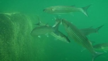 Altın gri aslan yelesi yumurtlaması (Liza aurata).