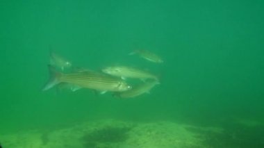 Altın gri kefal (Liza aurata)).