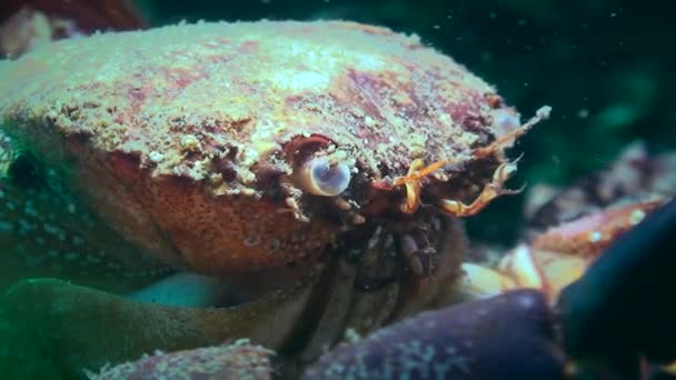 Seltener Abschuss: Krabbe wechselt ihre Schale. — Stockvideo