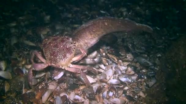 Warzenkrabbe (Eriphia verrucosa) frisst toten Fisch, Weitschuss. — Stockvideo